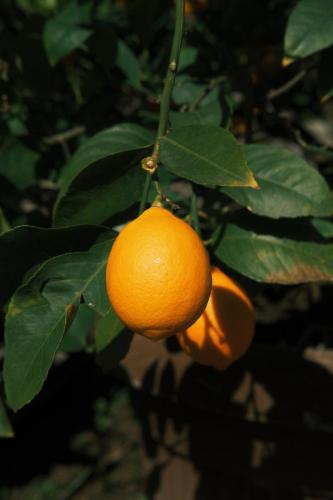 DSCF3202